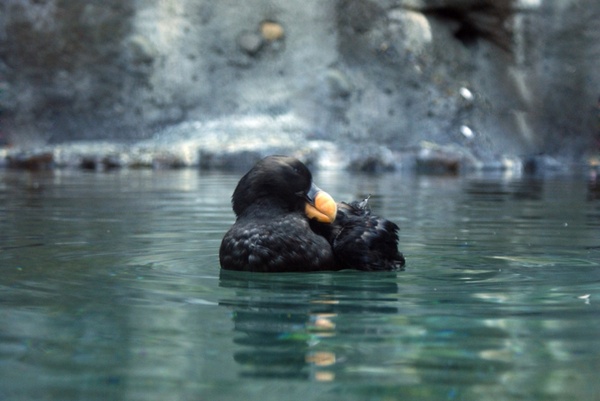 black puffin 