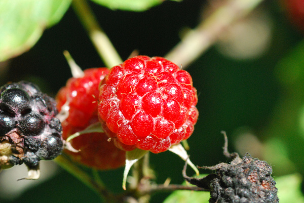 black raspberry rubus occidentalis 