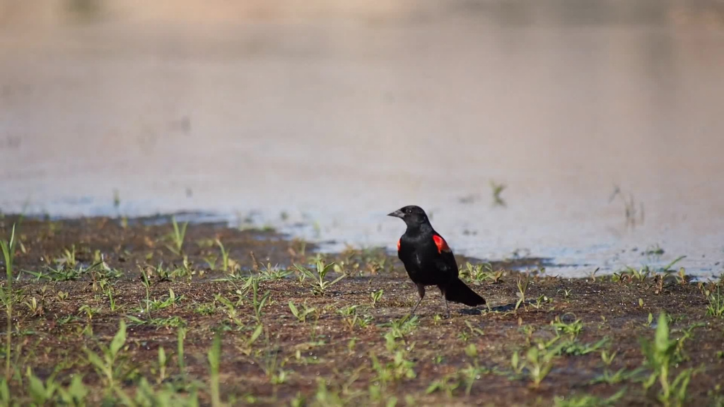 black raven in wildlife