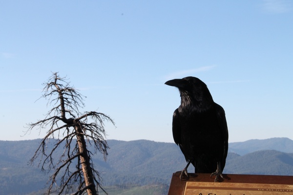 black raven perched next to dead tree