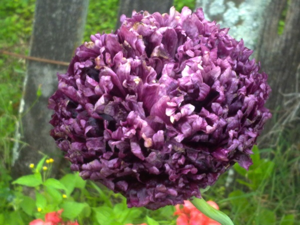 black ruffled poppy 