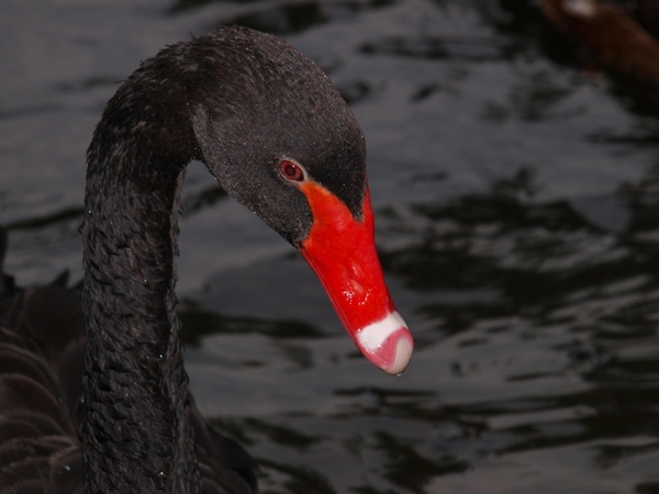 black swan swan bill