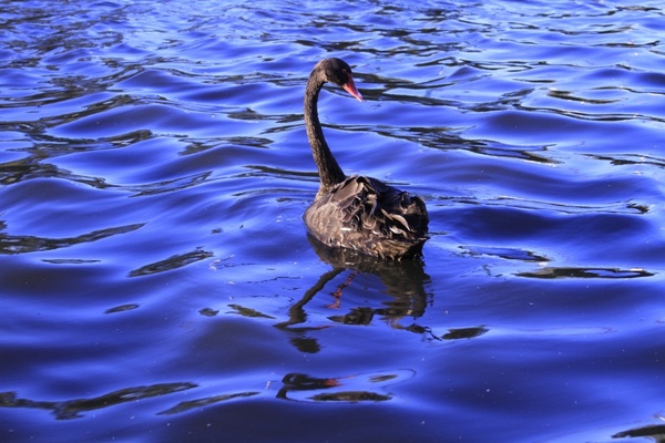 black swan water