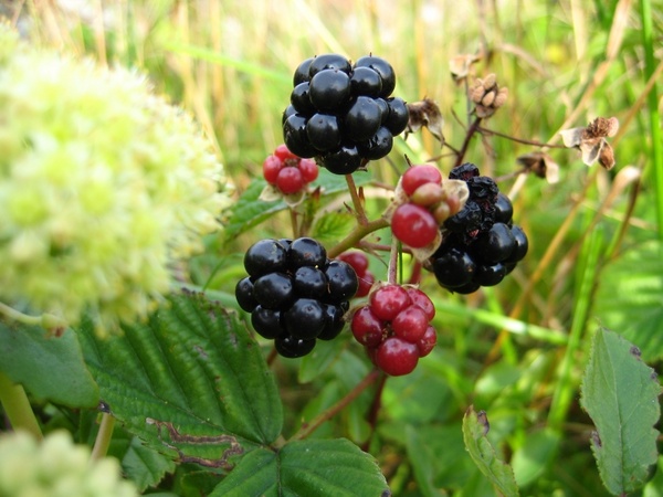 blackberry blade summer