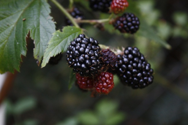 blackberry fruits of the forest food
