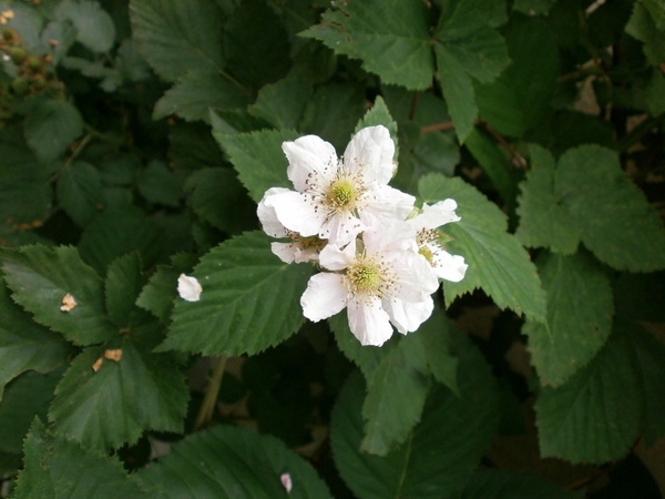 blackberry white flowers rosaceae