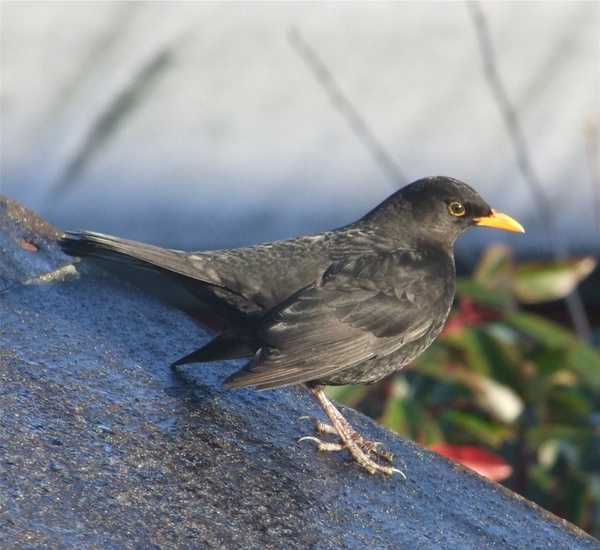 blackbird bird perched