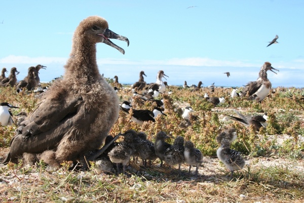 black-footed albatross bird birds