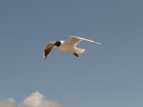 black-headed gull fly flight