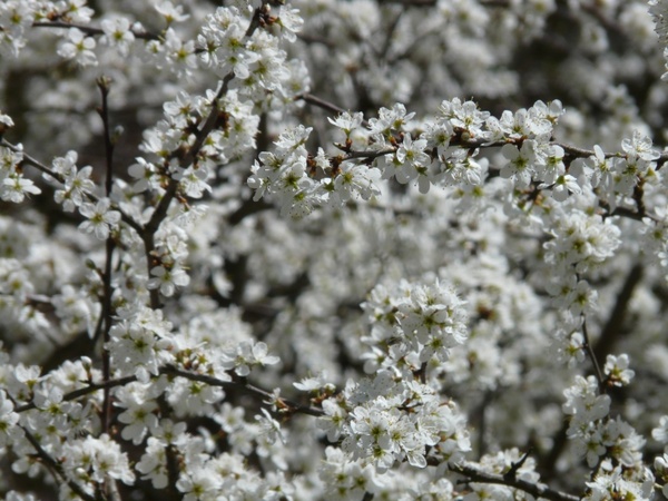 blackthorn prunus spinosa hedge