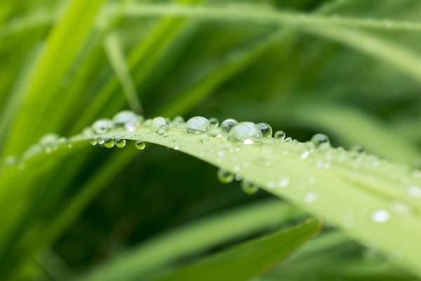 blade dew dof drop droplet freshness garden grass