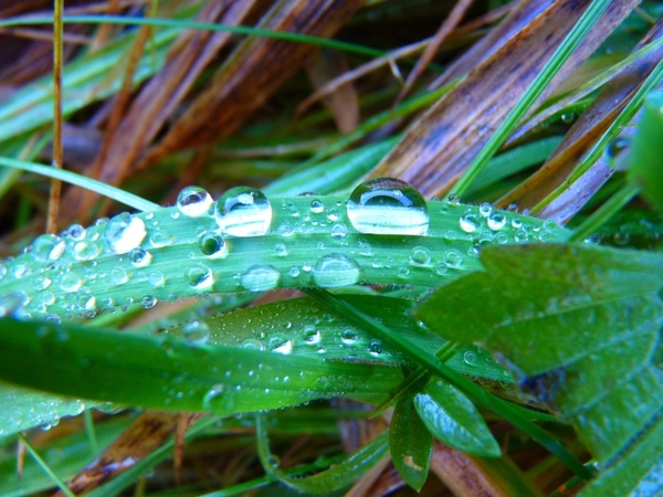 blade of grass drip drop of water