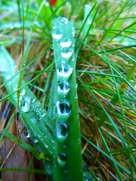 blade of grass drop of water drip