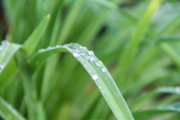 blade of grass extended forward with dew