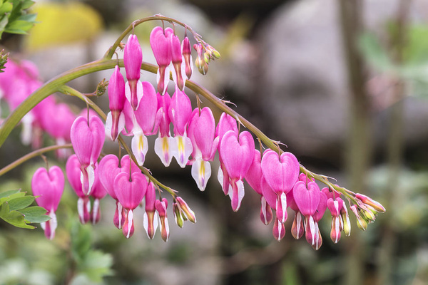 bleeding heart 