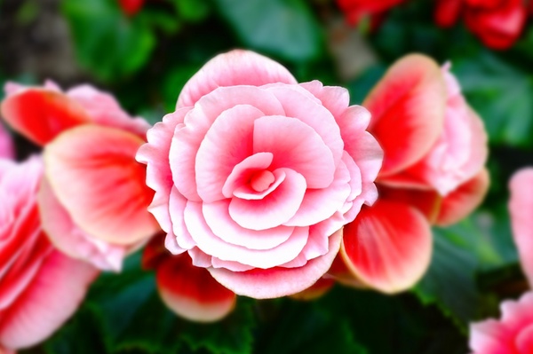 bloom blossom blur bright camellia color flora