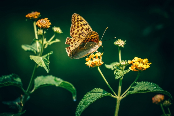 beautiful butterfly perching on yellow flower