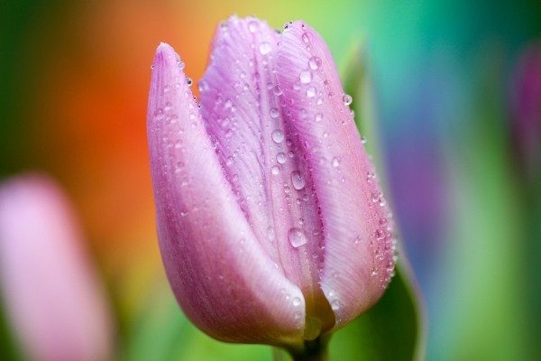 closeup of violet tulip under dew