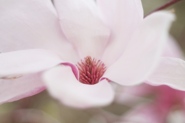 bloom blur color delicate flor flower garden growth