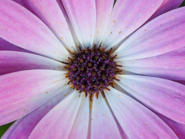 bloom botanical close closeup color colour delicate