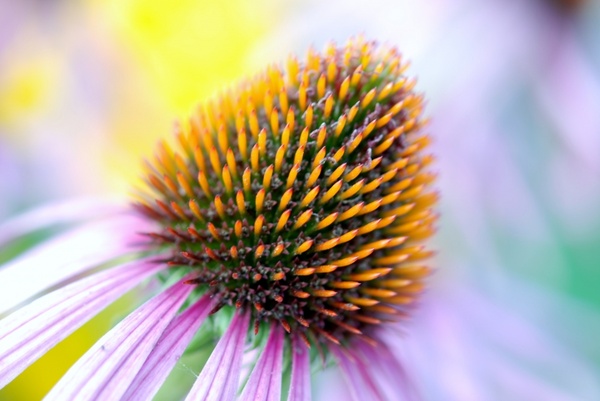 bloom colorful coneflower