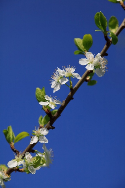 blooming apple tree branch