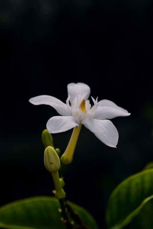 blooming jasmine  petal backdrop elegant dark contrast closeup 