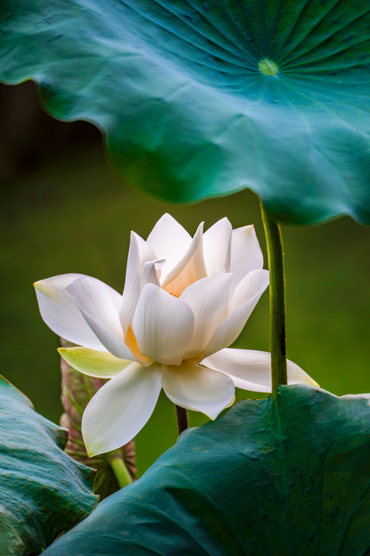 blooming lotus scene picture elegant realistic contrast
