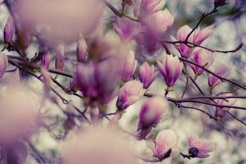 blooming Magnolia backdrop picture blurred realistic elegance 