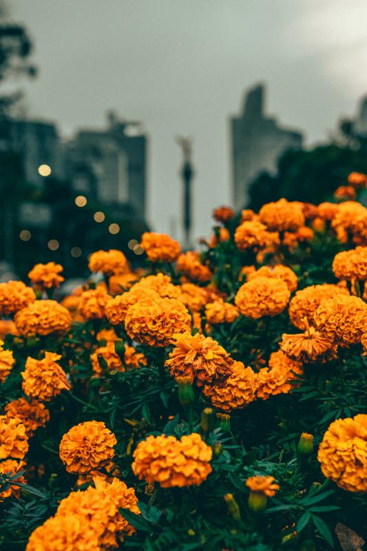 blooming marigold picture classical contrast 
