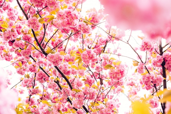 blossom branch bright cherry color delicate detail