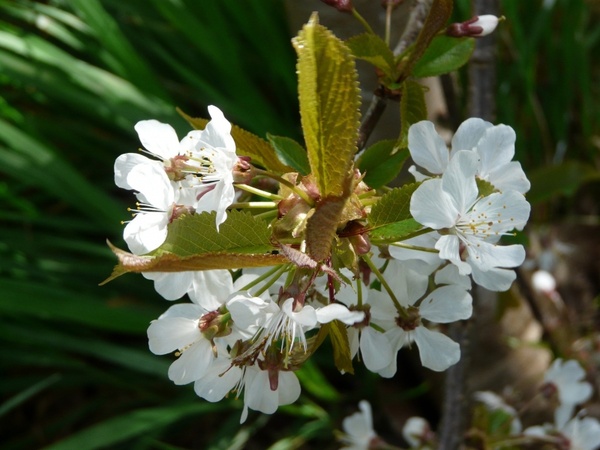 blossom spring tree