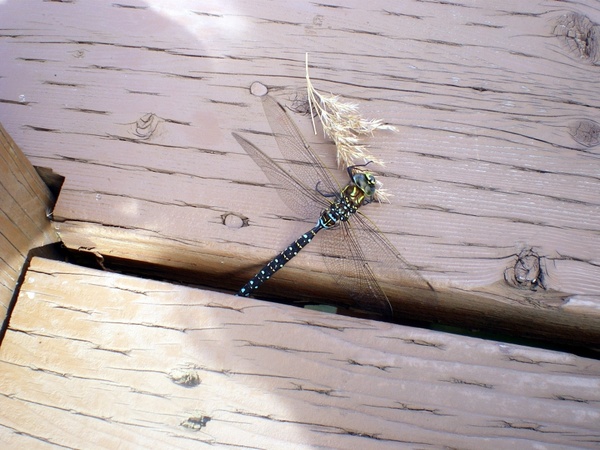 blue and green dragonfly