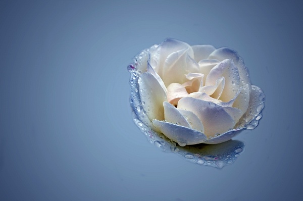 White rose photos free download 8,489 .jpg files
