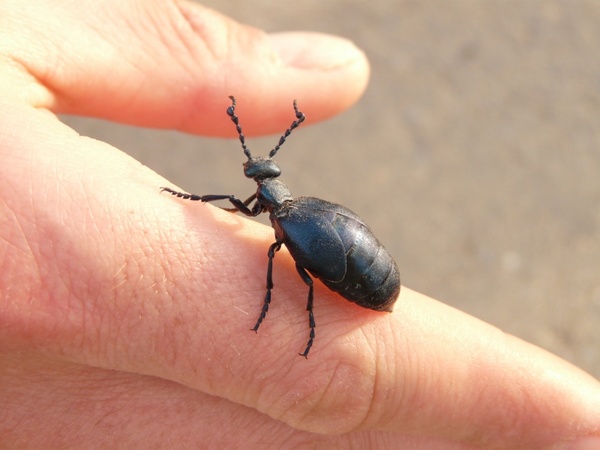 blue black oil beetle oil beetle black maiwurm