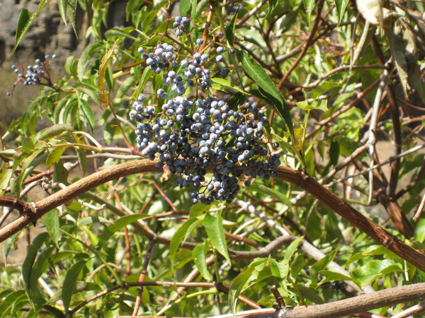 blue elderberry brewton road