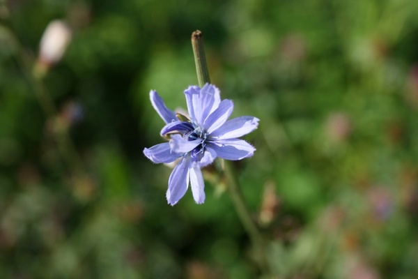 blue flower 