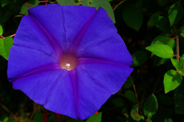 blue flower ipomoea