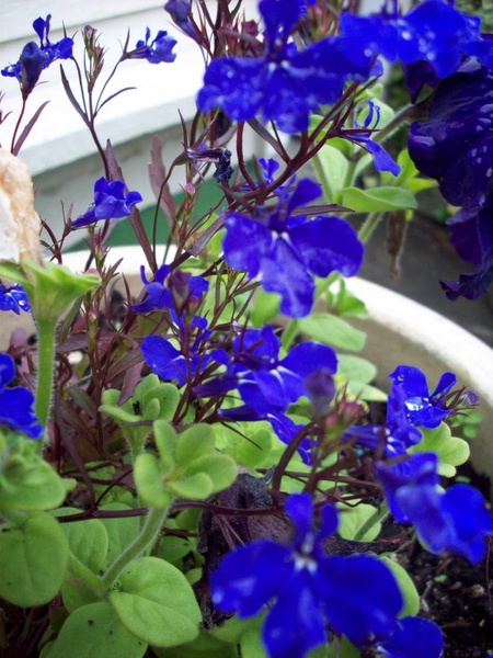 blue flowers in garden pot