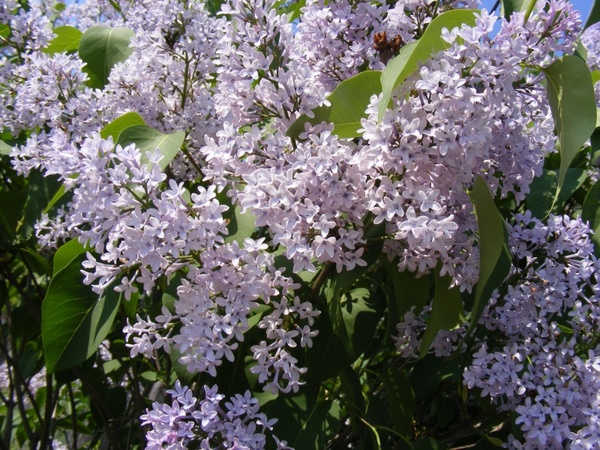 blue flowers lilac