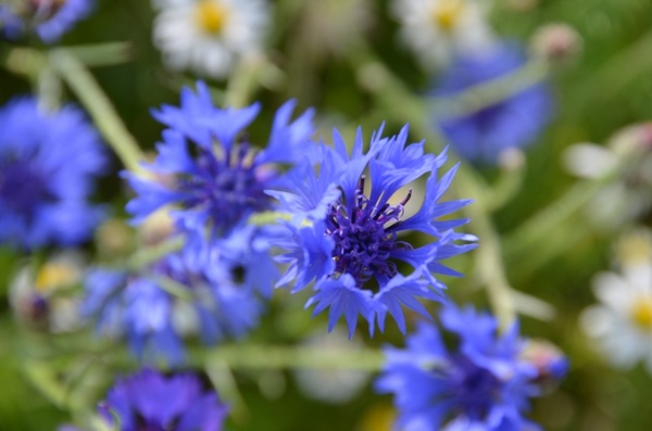 blue flowers meadow