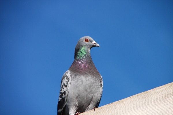 blue house pigeon