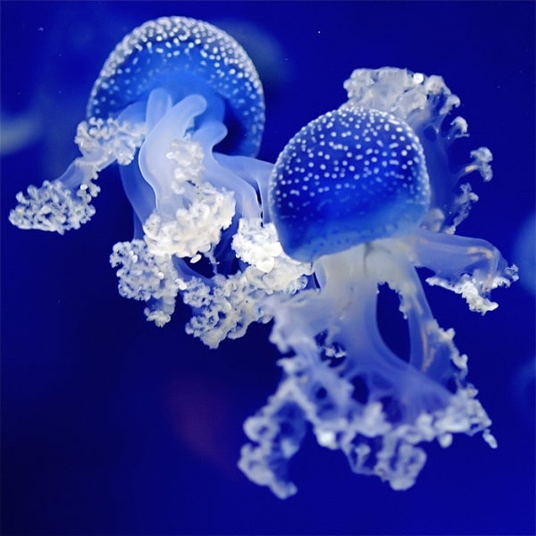 blue jellyfish hd picture