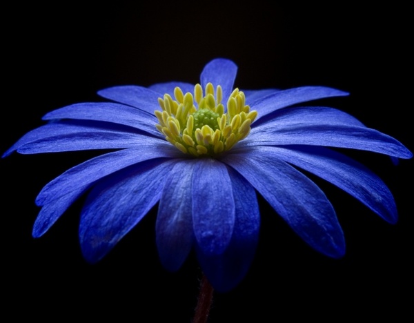 blue macro flowers