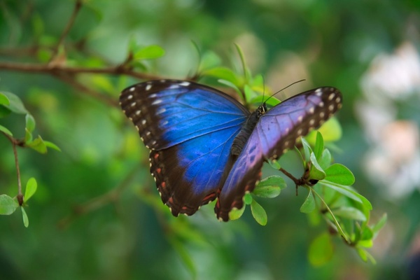 blue morpho butterfly 