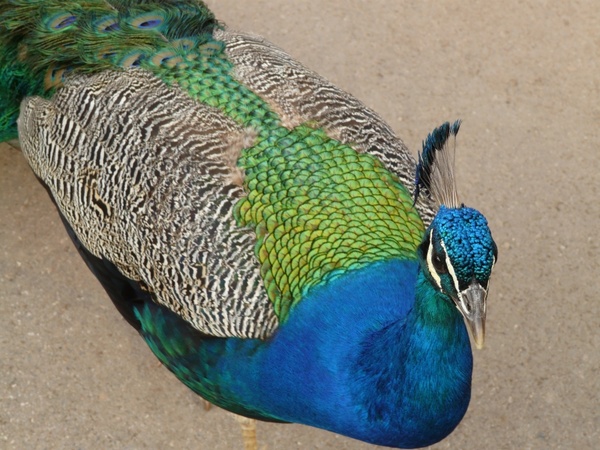 blue peacock asian peacock peacock