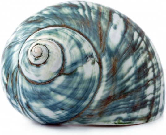 blue sea shell