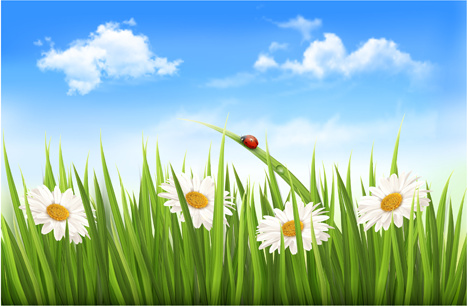 blue sky and grass summer background