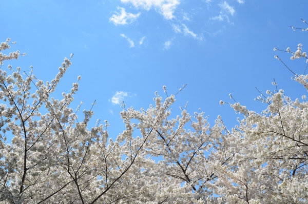 blue sky branch bright cherry contrast flower frost