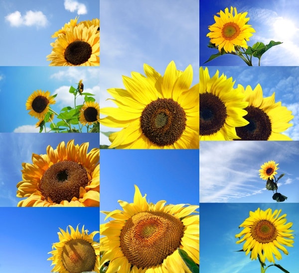 blue sky with sunflower highdefinition picture